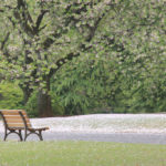 「春の新宿御苑」静かな桜風景