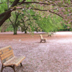「春の新宿御苑」桜絨毯の中の静かなベンチ風景