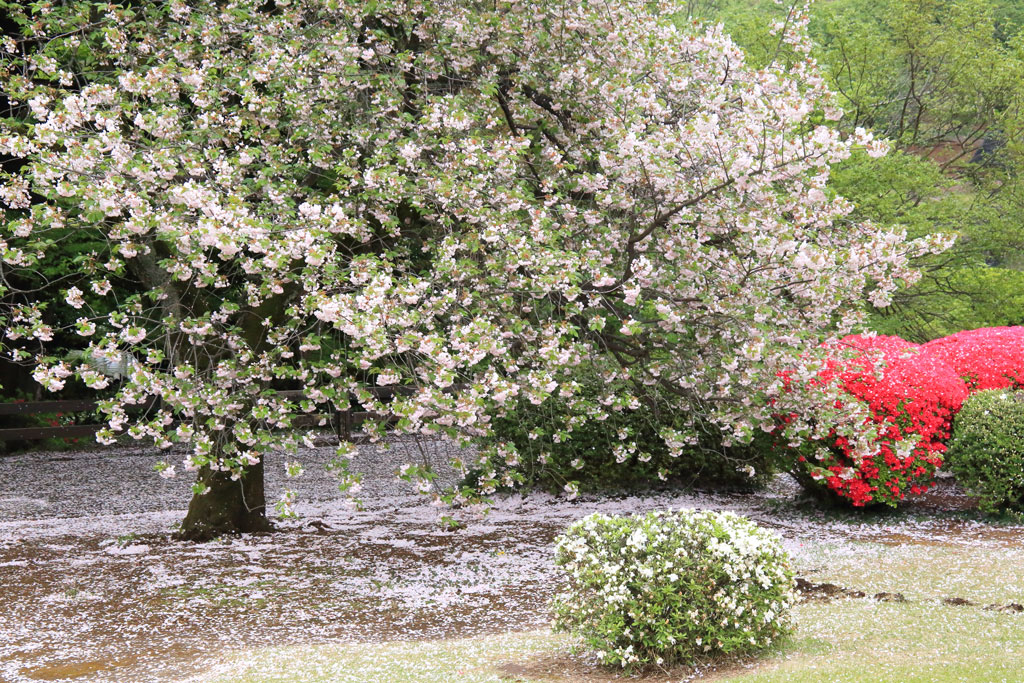 「新宿御苑」桜とツツジ