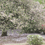 「春の新宿御苑」ツツジと桜