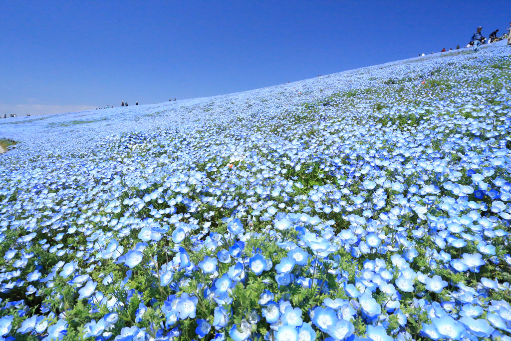国営ひたち海浜公園「ブルーの世界のネモフィラ風景」