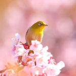 「四季の風景」望遠レンズ越しの河津桜とメジロ