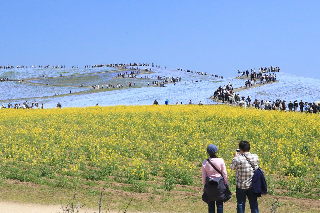 国営ひたち海浜公園「菜の花畑からのネモフィラ風景」
