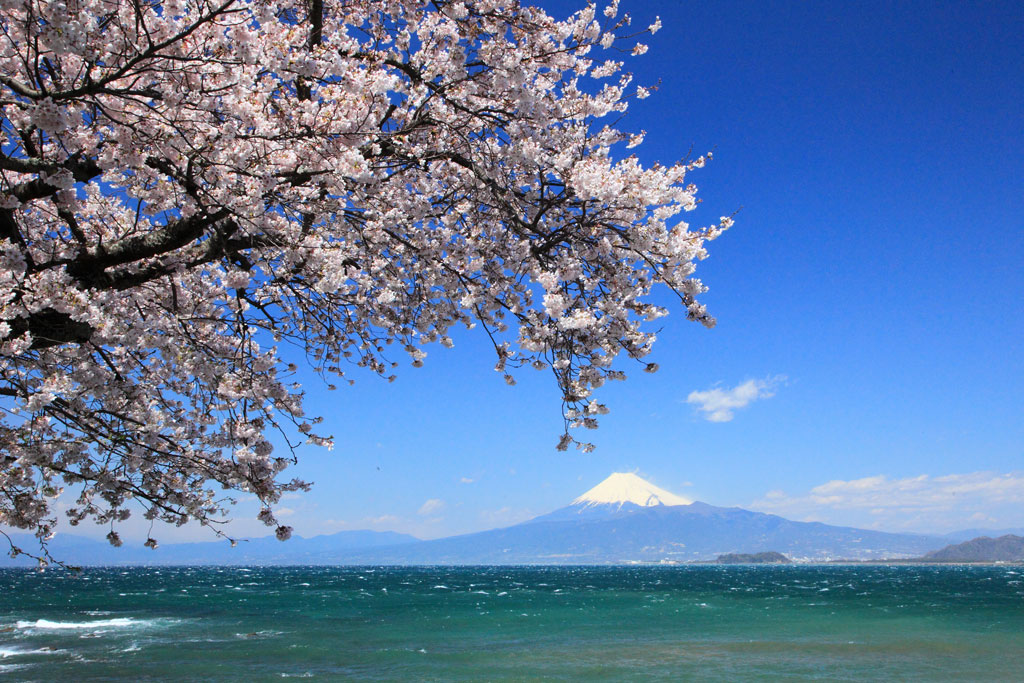沼津市「大瀬」大瀬岬付近の桜と富士