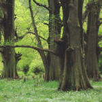 「春の新宿御苑」大樹の森