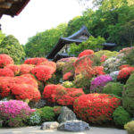 四季の風景「神奈川県神木山等覚院」ツツジの景観