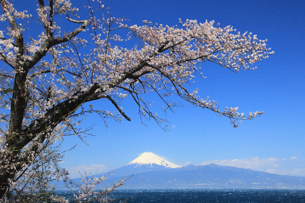 沼津市「大瀬」桜富士の一景