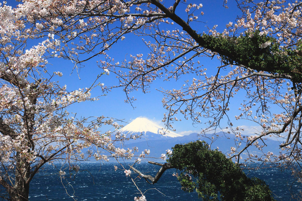 沼津市「大瀬」大瀬近郊の桜富士