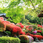 四季の風景「神奈川県神木山等覚院」見事なツツジの大樹