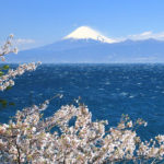 沼津市「戸田港」駿河湾越しの富士と桜風景