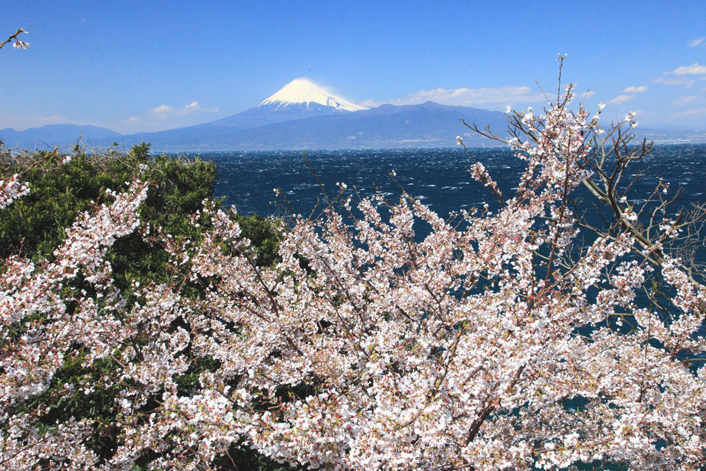 沼津市「大瀬」桜と富士