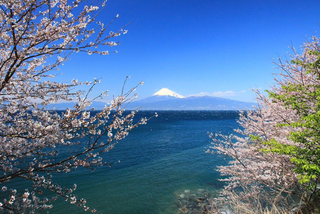 沼津市「大瀬」駿河湾に浮かぶ富士