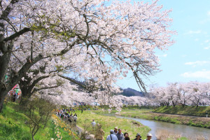 福島県「夏井千本桜」桜風景