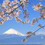 沼津市「大瀬」桜と富士山