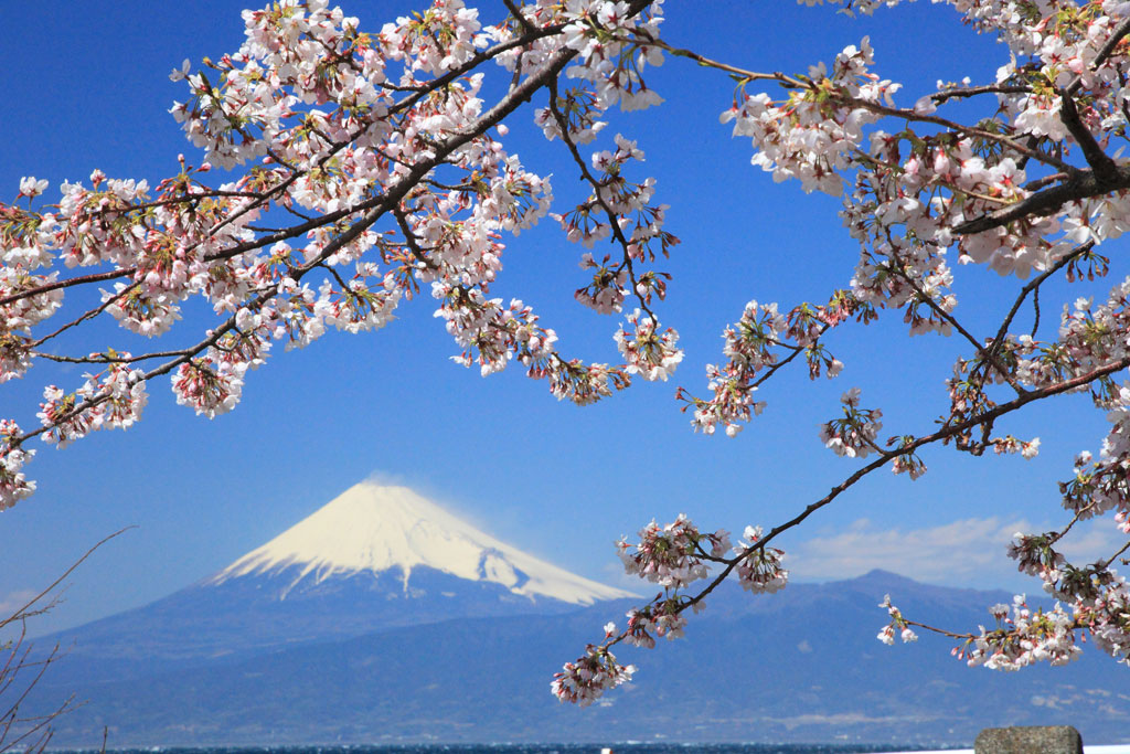 沼津市「大瀬」桜と富士の近景