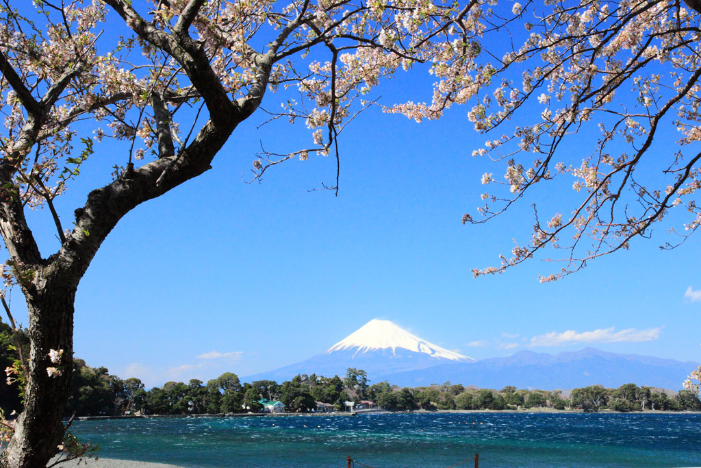 沼津市「大瀬」大瀬岬からの富士