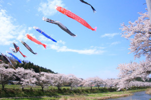 福島県「夏井千本桜」桜と鯉のぼり