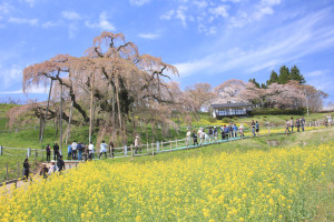 福島県「三春滝桜」菜の花と滝桜