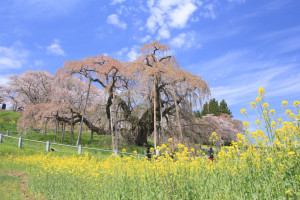 福島県「三春滝桜」菜の花と滝桜