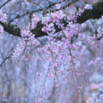 三島市「三嶋大社」薄闇の桜風景