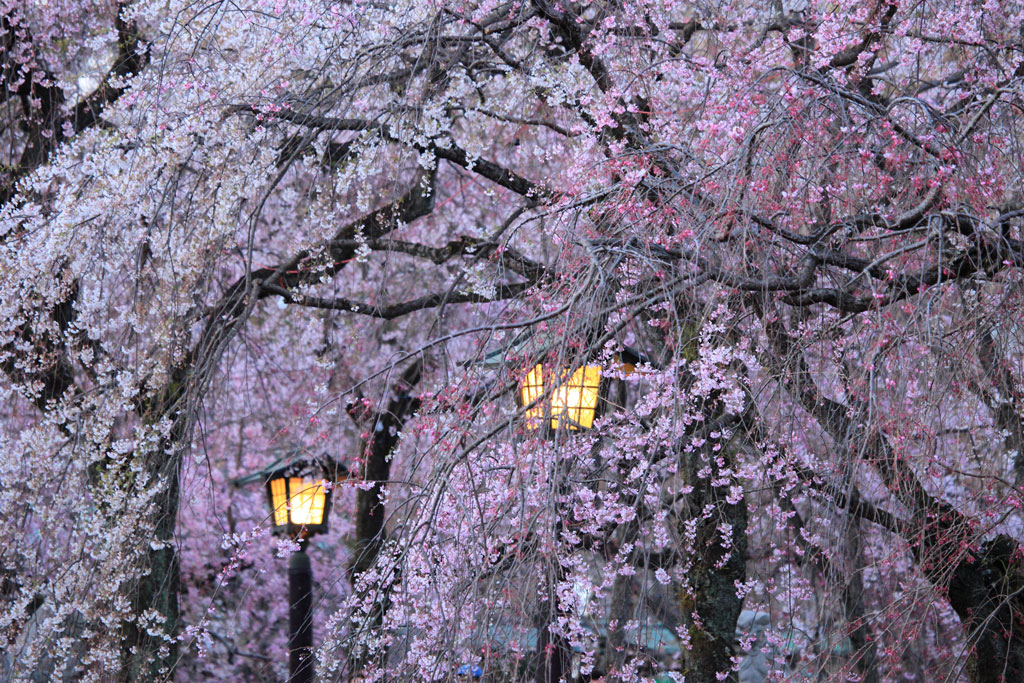 三島市「三嶋大社」夕暮れに映える枝垂れ桜