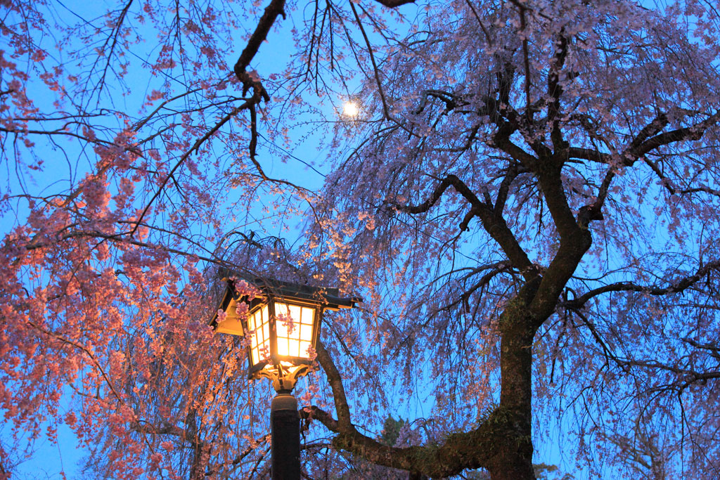 三島市「三嶋大社」夕暮れ時の枝垂れ桜に昇る月