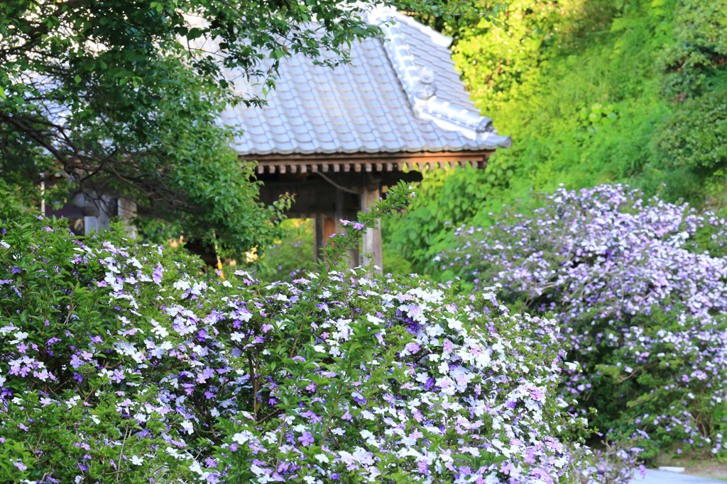 下田市「了仙寺」山門方向