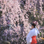 三島市「三嶋大社」桜を見つめる巫女
