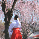 三島市「三嶋大社」巫女と桜風景