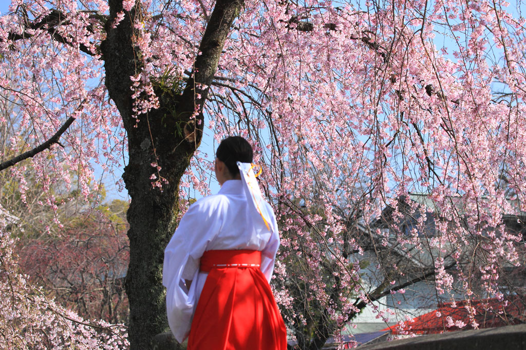 三島市「三嶋大社」巫女と枝垂れ桜