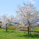四季の風景「 山形鉄道永井線」鉄路の桜風景