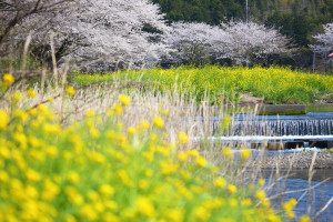 伊豆松崎町「那賀川の桜風景」中流域の桜風景
