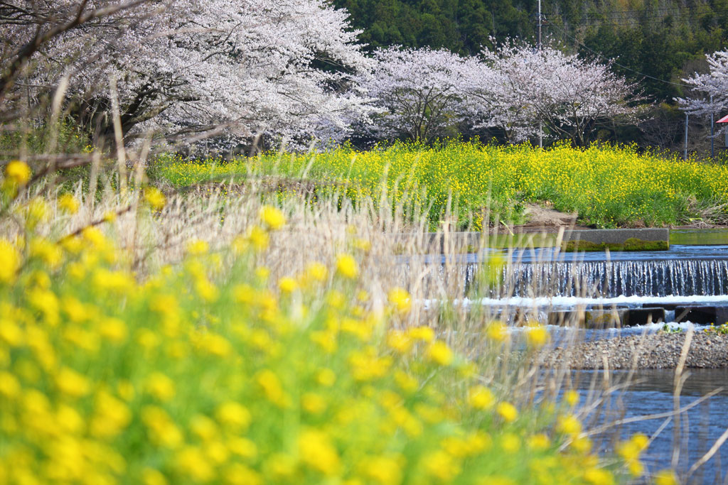 伊豆松崎町「那賀川」那賀川中流域の桜並木