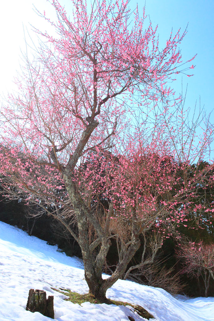 伊豆市「修善寺梅林」大きな紅梅の古木