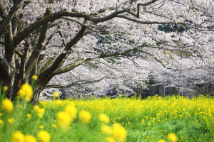 伊豆松崎町「那賀川の桜風景」上流域の菜の花と桜