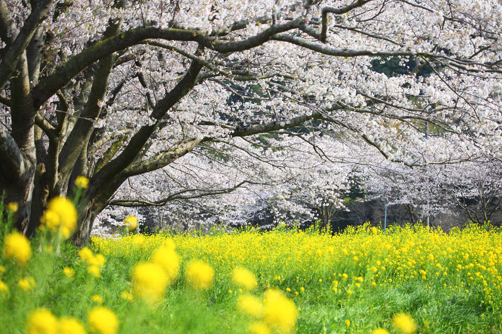 伊豆松崎町「那賀川」菜の花と桜並木