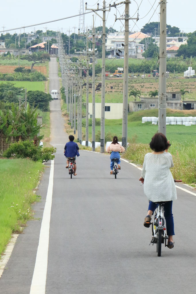 八重山諸島「小浜島」さとうきび畑のシュガーロード