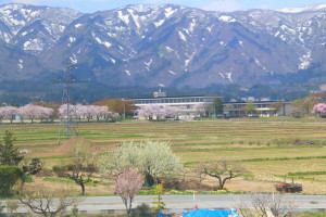 山形県「フラワー長井線」沿線の桜風景