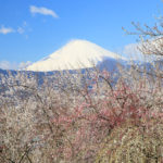 四季の風景「曽我梅林」富士を背景にした梅林風景