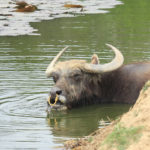 八重山諸島「小浜島」池で反芻する水牛