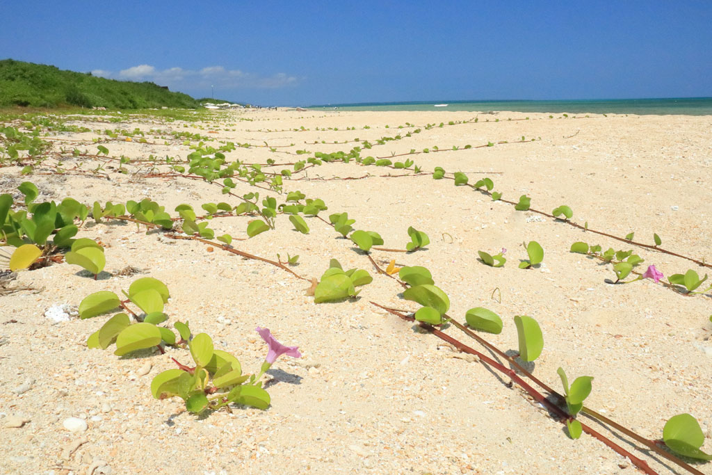 八重山諸島「小浜島」ビーチに咲くハマヒルガオの花