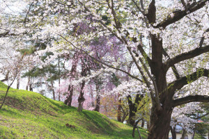 山形県「 烏帽子山公園」桜風景