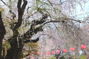 山形県「 烏帽子山公園」桜風景
