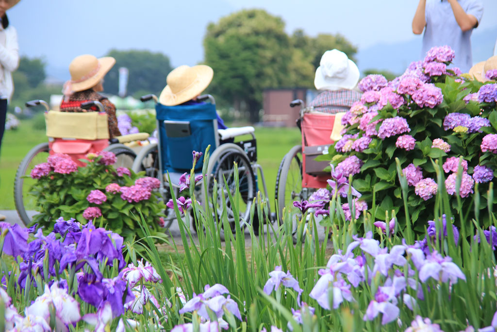 神奈川開成町「あじさいの里」花風景を楽しむ