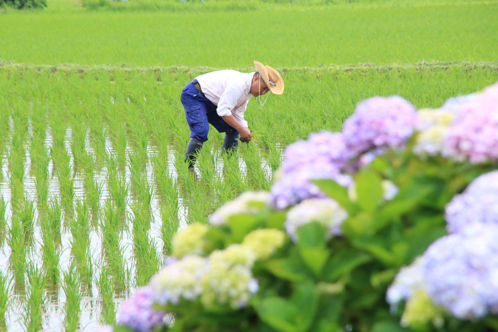 神奈川開成町「あじさいの里」田植え後の農作業