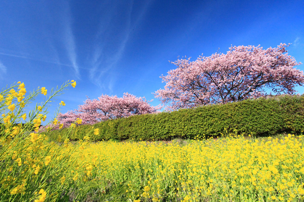 南伊豆町下賀茂「河津桜」菜の花畑と河津桜