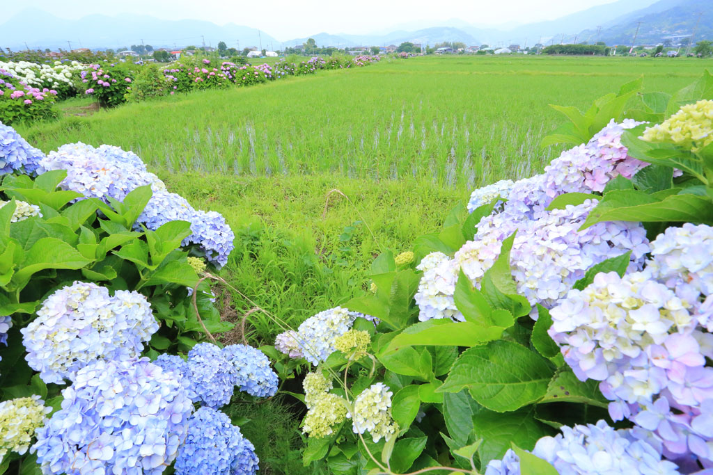 神奈川開成町「あじさいの里」田園とアジサイの風景