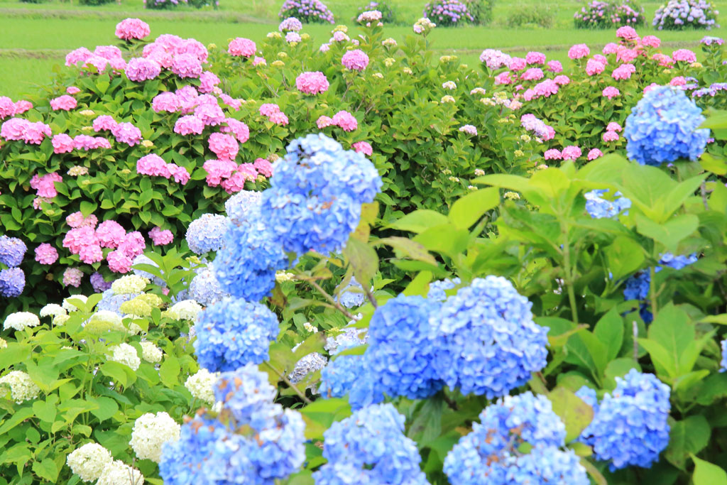 神奈川開成町「あじさいの里」ブルーが映えるアジサイの光景