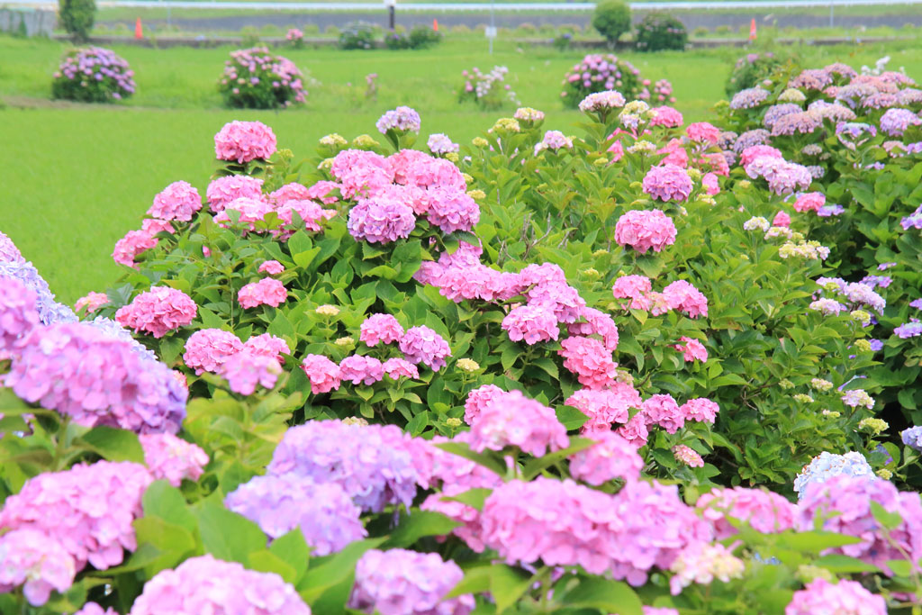 神奈川開成町「あじさいの里」田園のアジサイ花風景