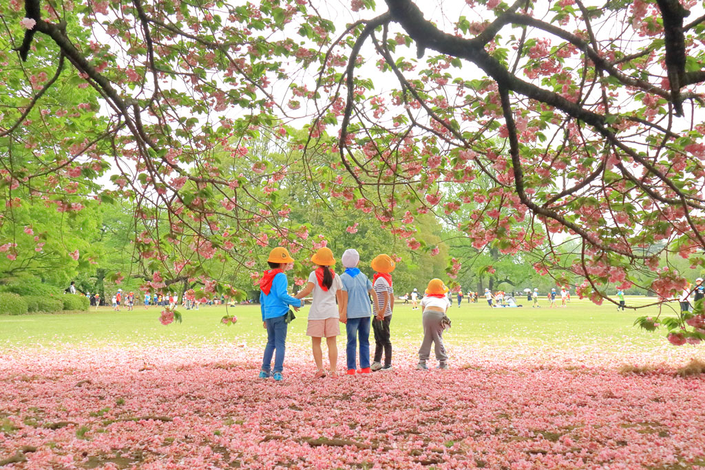 「新宿御苑」八重桜の花絨毯に遊ぶ小学生等